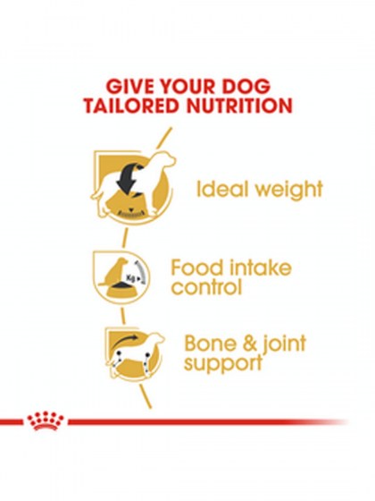 BHN BEAGLE ADULT 3K_web48